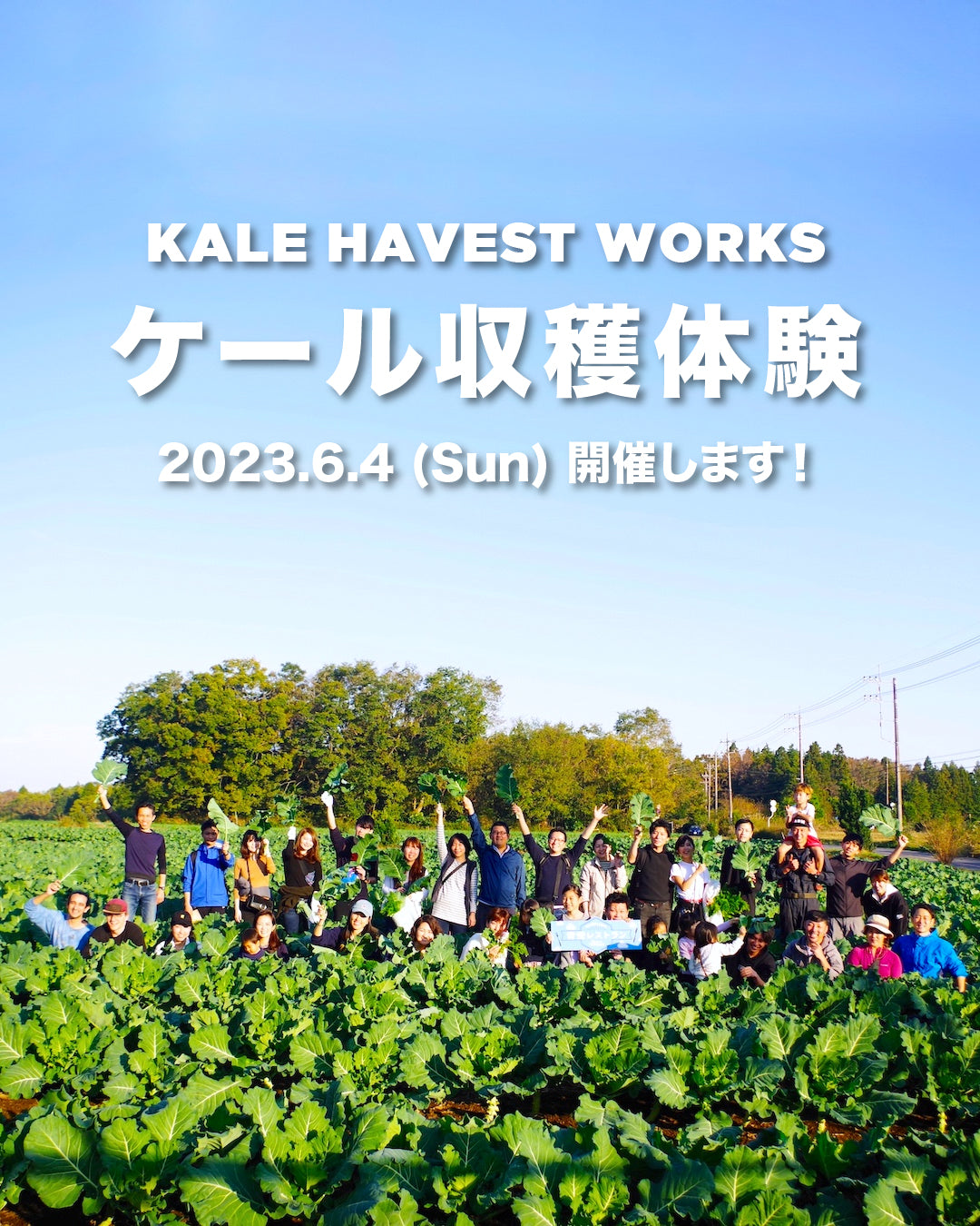 【Event】ケール収穫体験、開催します！