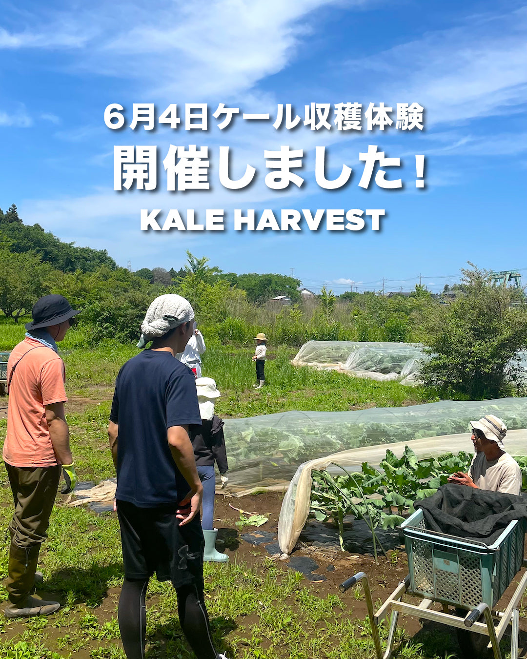 【Event】ケール収穫体験開催しました！